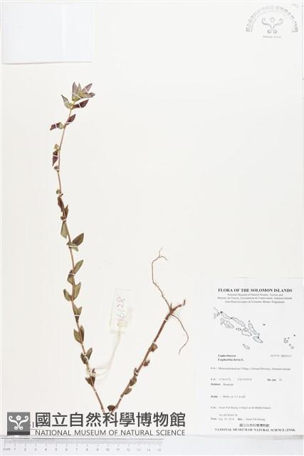 乳仔草藏品圖，第1張