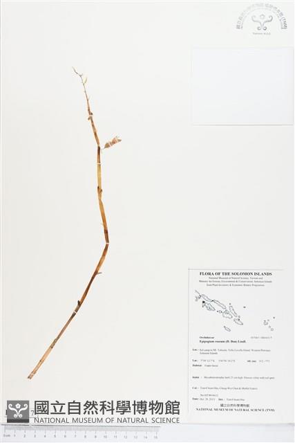 高士佛上鬚蘭、泛亞上鬚蘭藏品圖，第1張