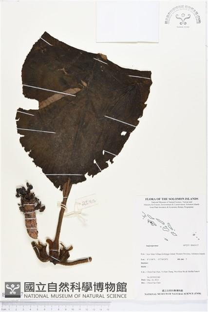 登錄號:BS03117藏品圖，第1張