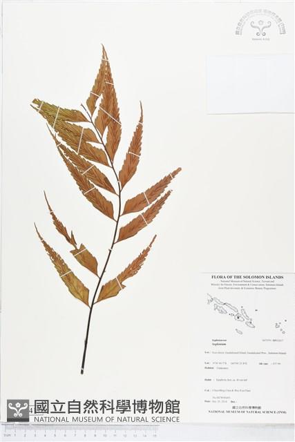 Accession Number:BP02417 Collection Image