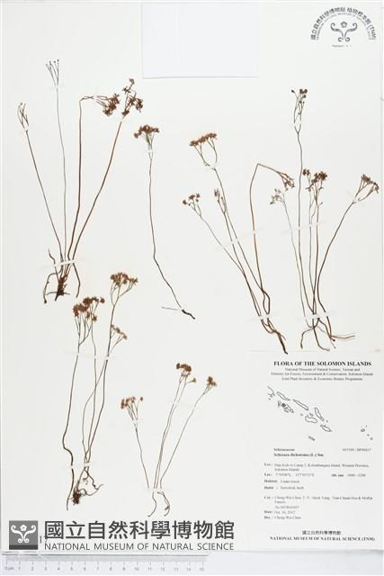 分枝莎草蕨藏品圖，第1張