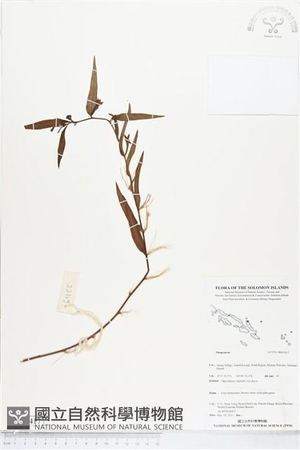 登錄號:BS05417藏品圖，第1張