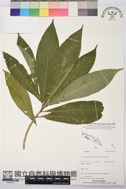 登錄號:BS07417藏品圖，第1張