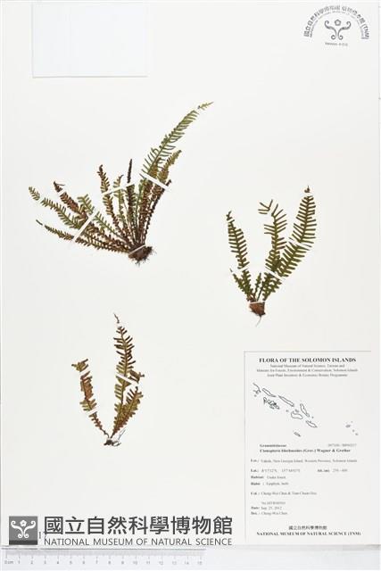 登錄號:BP00217藏品圖，第1張