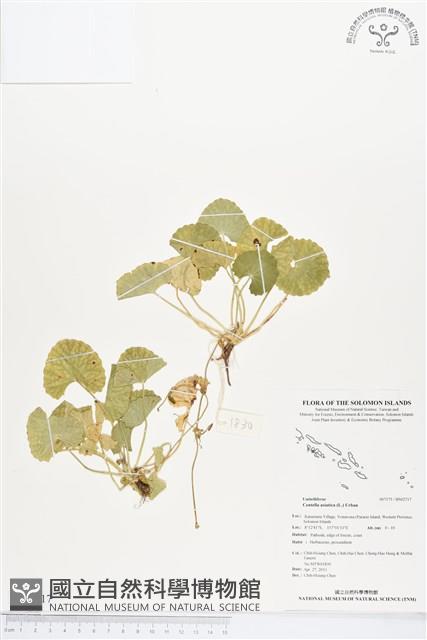 雷公根藏品圖，第1張