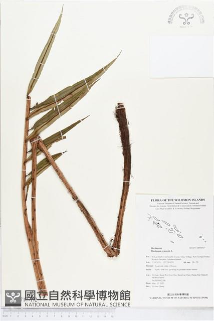 烏毛蕨藏品圖，第1張