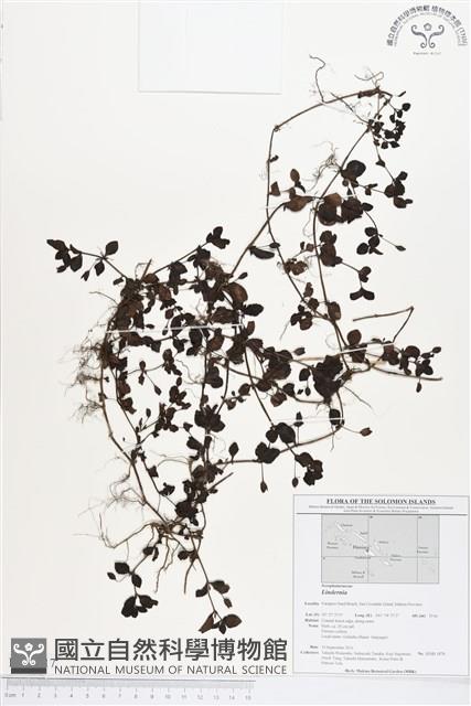 登錄號:BS01717藏品圖，第1張