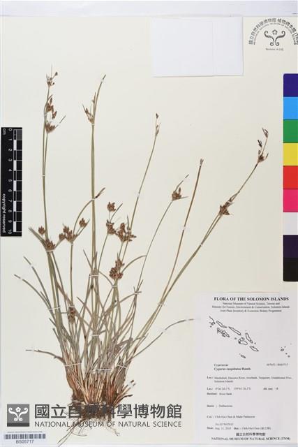 長尖莎草藏品圖，第1張