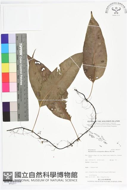 海岸擬茀蕨、海岸星蕨藏品圖，第1張