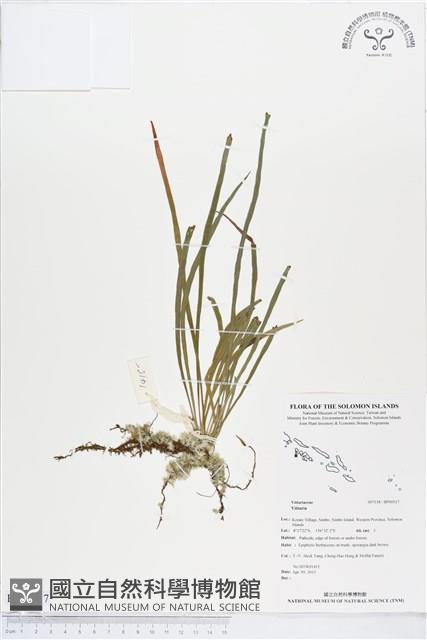 登錄號:BP00517藏品圖，第1張