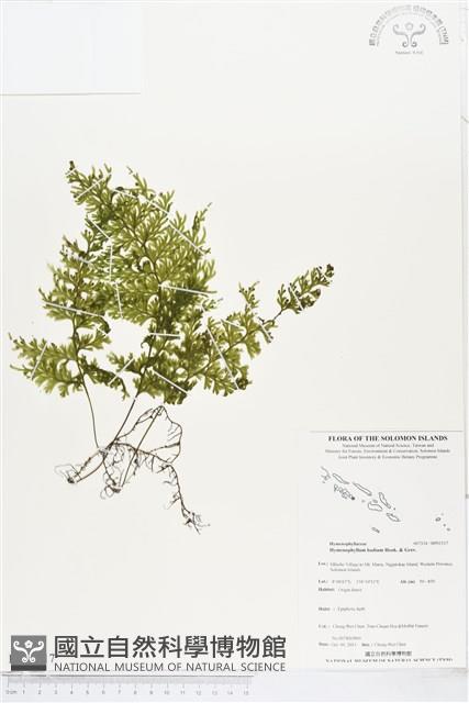 蕗蕨藏品圖，第1張