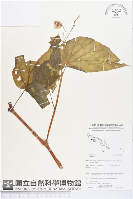 登錄號:BS03517藏品圖，第1張