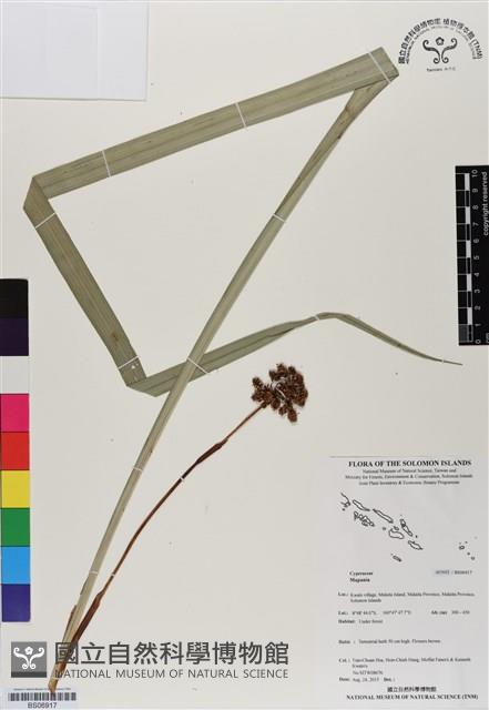 登錄號:BS06917藏品圖，第1張