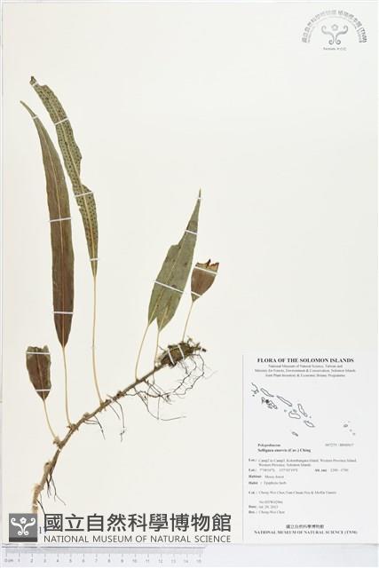 登錄號:BP00917藏品圖，第1張
