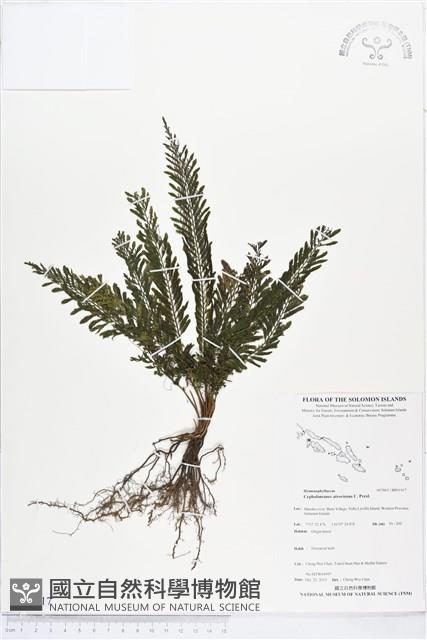 登錄號:BP01917藏品圖，第1張