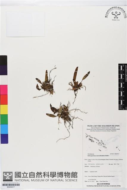 登錄號:BS05917藏品圖，第1張