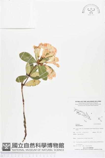 登錄號:BS03917藏品圖，第1張