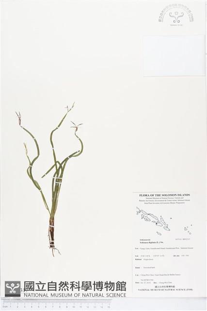 莎草蕨藏品圖，第1張