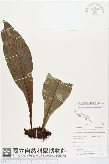 登錄號:BP01317藏品圖，第1張