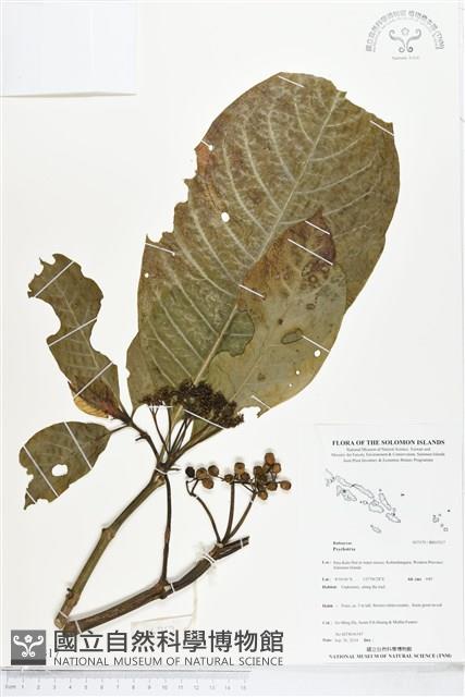 登錄號:BS05317藏品圖，第1張
