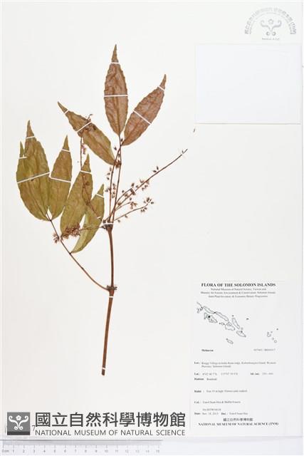 登錄號:BS04317藏品圖，第1張