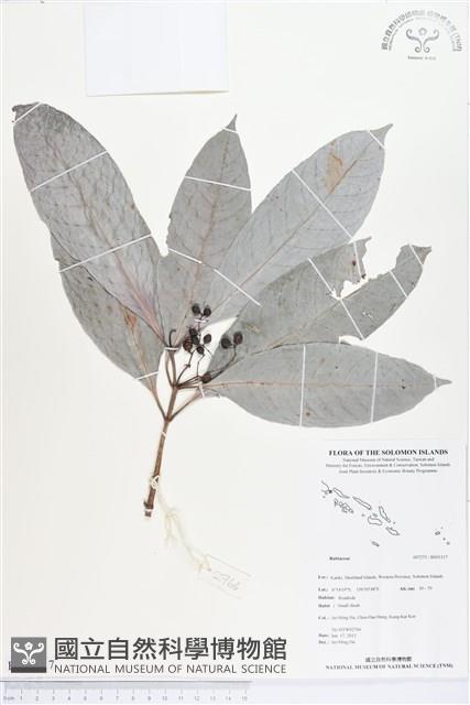 登錄號:BS03317藏品圖，第1張