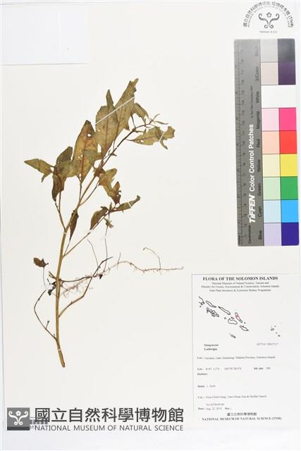 登錄號:BS07317藏品圖，第1張