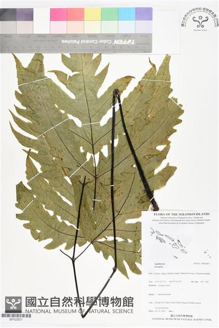 登錄號:BP02807藏品圖，第1張