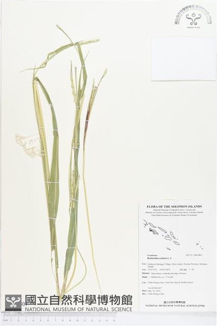 羅氏草藏品圖，第1張
