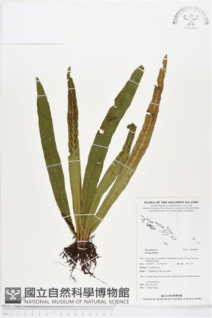 登錄號:BP00807藏品圖，第1張