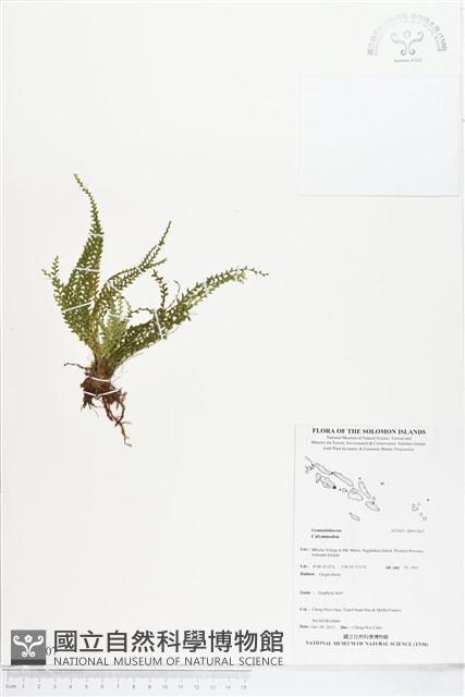 登錄號:BP01807藏品圖，第1張