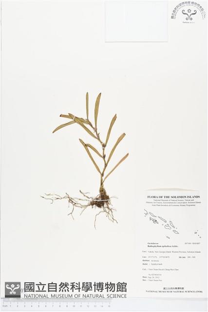 登錄號:BS01807藏品圖，第1張