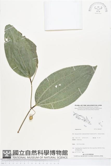 登錄號:BS04807藏品圖，第1張