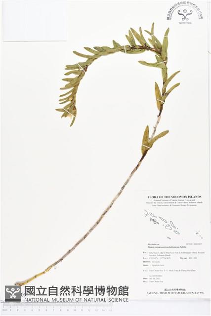 登錄號:BS02007藏品圖，第1張