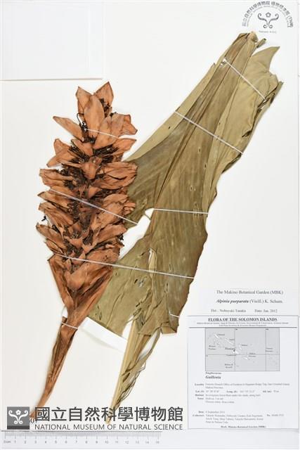 紅花月桃藏品圖，第1張