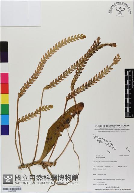 登錄號:BS07107藏品圖，第1張
