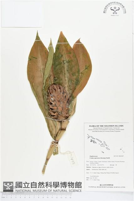 絹毛鳶尾、閉鞘薑藏品圖，第1張