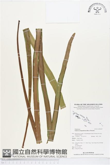 Accession Number:BP00407 Collection Image