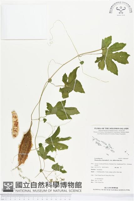 小苦瓜藏品圖，第1張