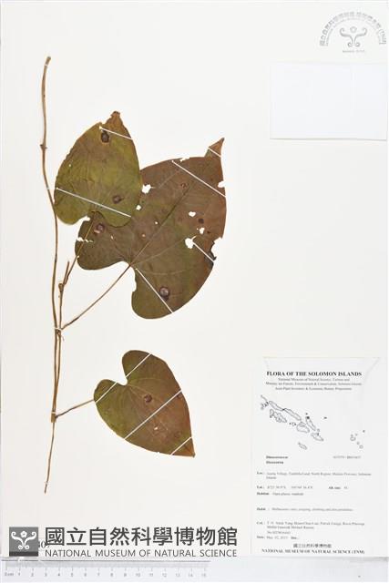 登錄號:BS05407藏品圖，第1張