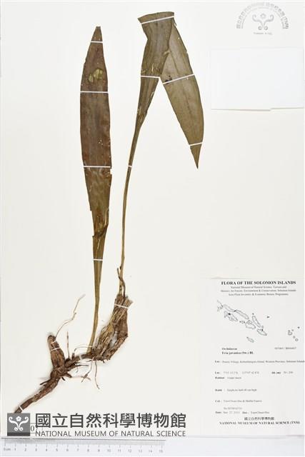 大葉絨蘭藏品圖，第1張