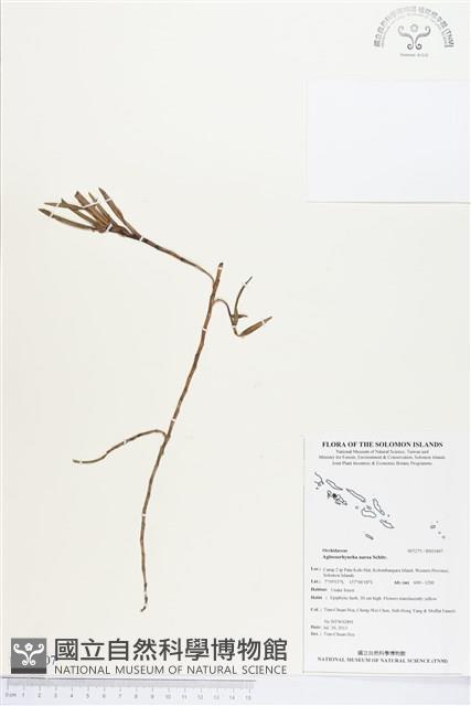 登錄號:BS03407藏品圖，第1張