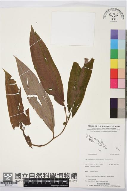 登錄號:BS07407藏品圖，第1張