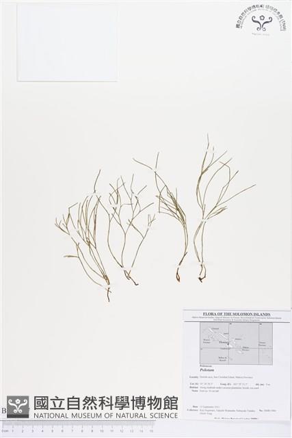 登錄號:BP00207藏品圖，第1張