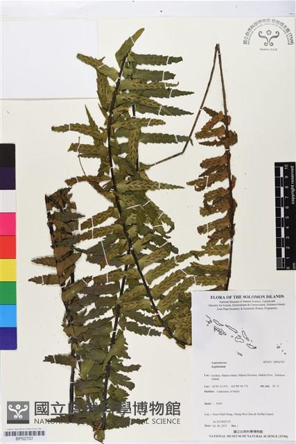 登錄號:BP02707藏品圖，第1張