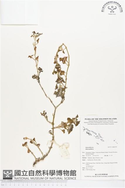 登錄號:BS02707藏品圖，第1張