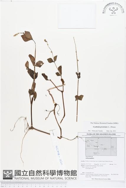 假川牛膝藏品圖，第1張