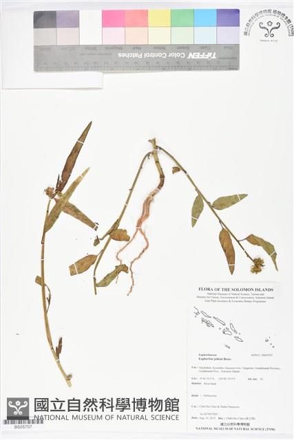 岩大戟藏品圖，第1張