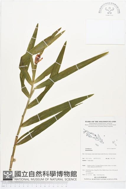 登錄號:BS04707藏品圖，第1張