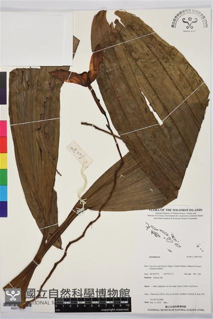 Accession Number:BS07707 Collection Image